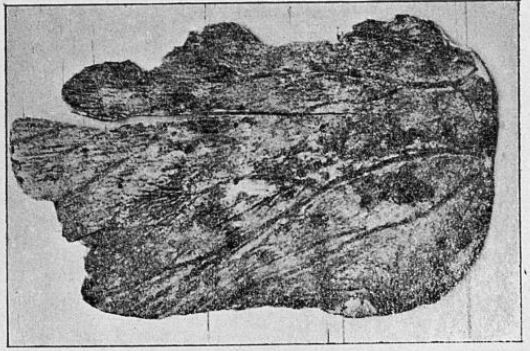 Lopata 5