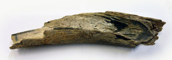 Lopata 9